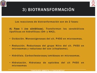 3) BIOTRANSFORMACIÓN
Las reacciones de biotranformación son de 2 fases:
A) Fase I (no síntéticas). Transforman los xenobióticos
lipofílicos en hidrofílicos (OH- y NH2).
• Oxidación. Monooxigenasas del cit. P450 en microsomas.
• Reducción. Reductasas del grupo Nitro del cit. P450 en
microsomas y reductasa del azo (citoplasma).
• Hidrólisis. Carboxilesterasas/amidasas en microsomas.
• Hidratación. Hidratasa de epóxidos del cit P450 en
microsomas
“TOXICOLOGÍA AMBIENTAL: 2) TOXICOCINÉTICA"
 