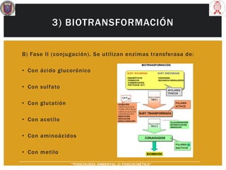3) BIOTRANSFORMACIÓN
B) Fase II (conjugación). Se utilizan enzimas transferasa de:
• Con ácido glucorónico
• Con sulfato
• Con glutatión
• Con acetilo
• Con aminoácidos
• Con metilo
“TOXICOLOGÍA AMBIENTAL: 2) TOXICOCINÉTICA"
 