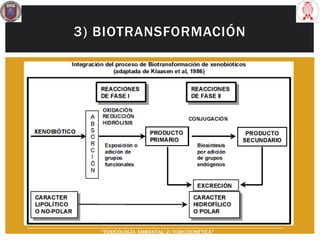 3) BIOTRANSFORMACIÓN
“TOXICOLOGÍA AMBIENTAL: 2) TOXICOCINÉTICA"
 