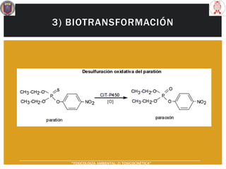 3) BIOTRANSFORMACIÓN
“TOXICOLOGÍA AMBIENTAL: 2) TOXICOCINÉTICA"
 