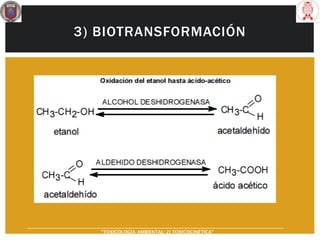 3) BIOTRANSFORMACIÓN
“TOXICOLOGÍA AMBIENTAL: 2) TOXICOCINÉTICA"
 