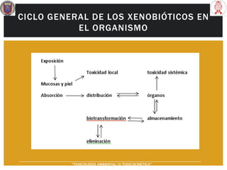 CICLO GENERAL DE LOS XENOBIÓTICOS EN
EL ORGANISMO
“TOXICOLOGÍA AMBIENTAL: 2) TOXICOCINÉTICA"
 