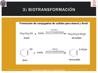 3) BIOTRANSFORMACIÓN
“TOXICOLOGÍA AMBIENTAL: 2) TOXICOCINÉTICA"
 