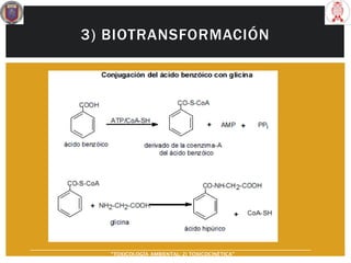 3) BIOTRANSFORMACIÓN
“TOXICOLOGÍA AMBIENTAL: 2) TOXICOCINÉTICA"
 