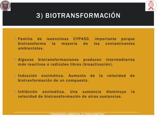 3) BIOTRANSFORMACIÓN
 Familia de isoenzimas CYP450, importante porque
biotransforma la mayoría de los contaminantes
ambientales.
 Algunas biotransformaciones producen intermediarios
más reactivos o radicales libres (bioactivación).
 Inducción enzimática. Aumento de la velocidad de
biotranformación de un compuesto.
 Inhibición enzimática. Una sustancia disminuye la
velocidad de biotransformación de otras sustancias.
“TOXICOLOGÍA AMBIENTAL: 2) TOXICOCINÉTICA"
 