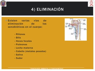 4) ELIMINACIÓN
 Existen varias vías de
eliminación de los
xenobióticos en el cuerpo:
- Riñones
- Bilis
- Heces fecales
- Pulmones
- Leche materna
- Cabello (metales pesados)
- Saliva
- Sudor
“TOXICOLOGÍA AMBIENTAL: 2) TOXICOCINÉTICA"
 