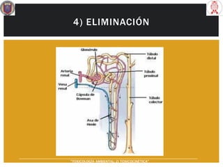 4) ELIMINACIÓN
“TOXICOLOGÍA AMBIENTAL: 2) TOXICOCINÉTICA"
 