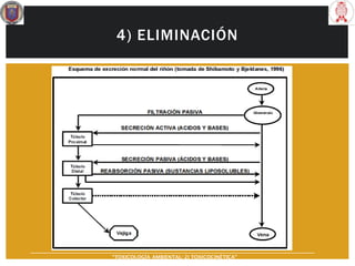 4) ELIMINACIÓN
“TOXICOLOGÍA AMBIENTAL: 2) TOXICOCINÉTICA"
 