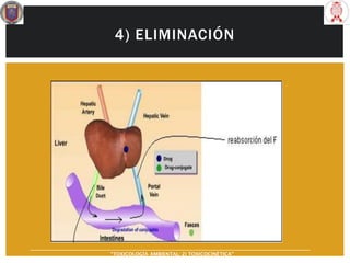 4) ELIMINACIÓN
“TOXICOLOGÍA AMBIENTAL: 2) TOXICOCINÉTICA"
 
