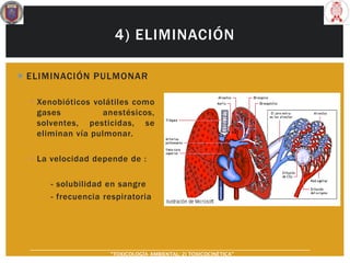 4) ELIMINACIÓN
 ELIMINACIÓN PULMONAR
▪ Xenobióticos volátiles como
gases anestésicos,
solventes, pesticidas, se
eliminan vía pulmonar.
▪ La velocidad depende de :
- solubilidad en sangre
- frecuencia respiratoria
“TOXICOLOGÍA AMBIENTAL: 2) TOXICOCINÉTICA"
 