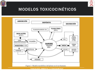 MODELOS TOXICOCINÉTICOS
“TOXICOLOGÍA AMBIENTAL: 2) TOXICOCINÉTICA"
 