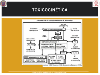 TOXICOCINÉTICA
“TOXICOLOGÍA AMBIENTAL: 2) TOXICOCINÉTICA"
 