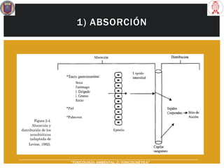 1) ABSORCIÓN
“TOXICOLOGÍA AMBIENTAL: 2) TOXICOCINÉTICA"
 