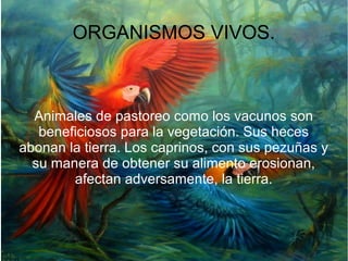 ORGANISMOS VIVOS.

Animales de pastoreo como los vacunos son
beneficiosos para la vegetación. Sus heces
abonan la tierra. Los caprinos, con sus pezuñas y
su manera de obtener su alimento erosionan,
afectan adversamente, la tierra.

 