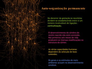 Auto-organização permanente No decorrer da gestação os neurónios dividem-se estabelecendo entre si um número incalculável de ligações –  corticalização . O desenvolvimento do cérebro do recém-nascido não está concluído. Nos primeiros seis meses de vida produzem-se imensas modificações na estrutura do córtex. As várias capacidades humanas dependem da selecção de boas conexões.  Os genes e os estímulos do meio ambiente actuam no desenvolvimento cerebral. 