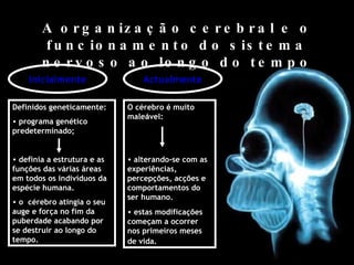 A organização cerebral e o funcionamento do sistema nervoso ao longo do tempo Inicialmente Definidos gene ticamente: programa genético predeterminado;  definia a estrutura e as funções das várias áreas em todos os indivíduos da espécie humana. o  cérebro atingia o seu auge e força no fim da puberdade acabando por se destruir ao longo do tempo. Actualmente O cérebro  é  muito male á vel: alterando-se com as experiências, percepções, acções e comportamentos do ser humano. estas modificações  começam a ocorrer nos primeiros meses de vida.   