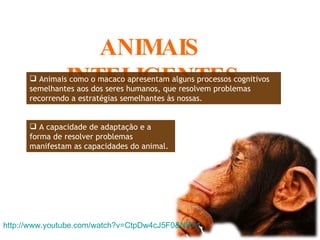 ANIMAIS  INTELIGENTES Animais como o macaco apresentam alguns processos cognitivos semelhantes aos dos seres humanos, que resolvem problemas recorrendo a estratégias semelhantes às nossas.  http://www.youtube.com/watch?v=CtpDw4cJ5F0&NR=1 A capacidade de adaptação e a forma de resolver problemas manifestam as capacidades do animal. 