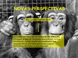 NOVAS PERSPECTIVAS Jane Goodall - década de 60 CULTURA TRANSMITIDA DE GERAÇÃO EM GERAÇÃO:  diferentes grupos de chimpazés desenvolviam formas distintas de resolver problemas semelhantes que gesticulavam de um modo que outros a poucos quilómetros de distância desconheciam.   