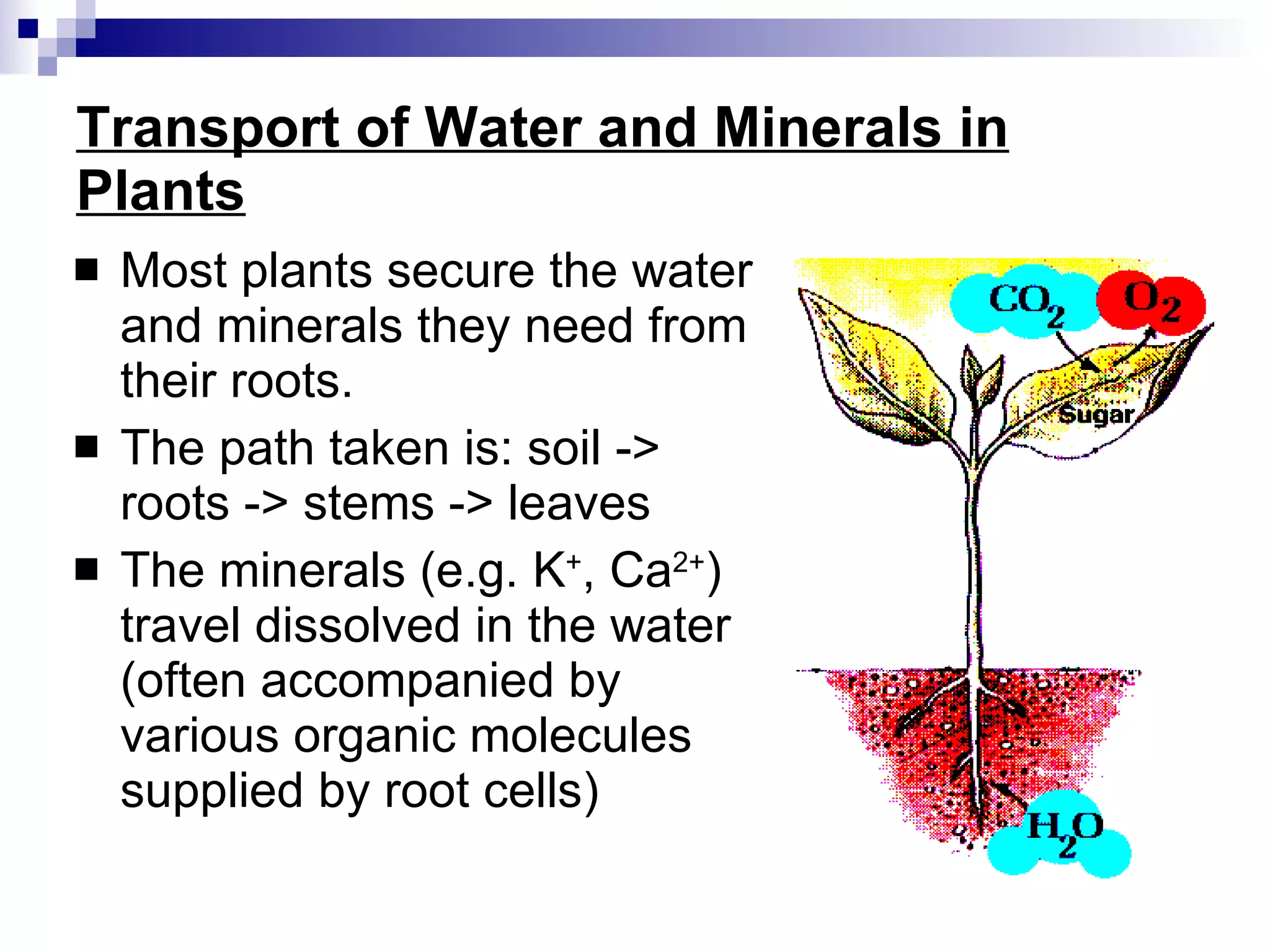 Chapter 7 Nutrition in Plants Lesson 2 - Transport of water and mineral ...