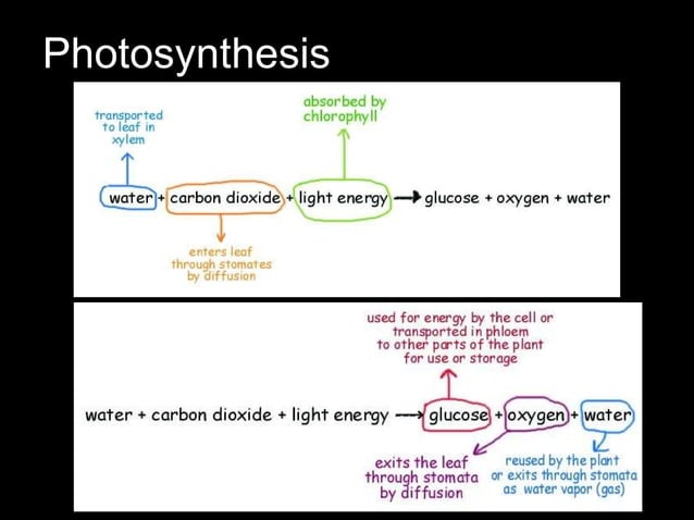 Chapter 7 Nutrition in Plants Lesson 2 - Transport of water and mineral ...