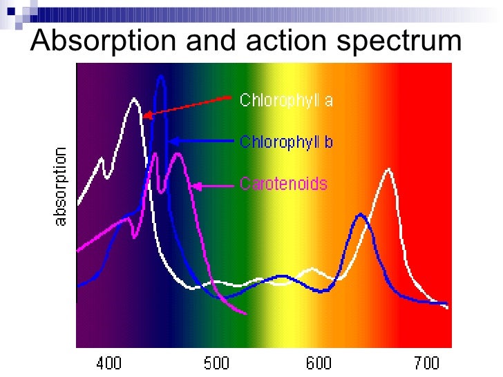 Chapter 7 Nutrition in Plants Lesson 2 Transport of water and miner…