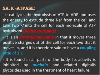 Na, K -ATPase:
- It catalyzes the hydrolysis of ATP to ADP and uses
the energy to extrude three Na+ from the cell and
take two K+ into the cell for each molecule of ATP
hydrolyzed (Active transport)
- It is an electrogenic pump in that it moves three
positive charges out of the cell for each two that it
moves in, and it is therefore said to have a coupling
ratio of 3:2
- It is found in all parts of the body. Its activity is
inhibited by ouabain and related digitalis
glycosides used in the treatment of heart failure.
 