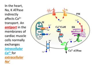 In the heart,
Na, K ATPase
indirectly
affects Ca2+
transport. An
antiport in the
membranes of
cardiac muscle
cells normally
exchanges
intracellular
Ca2+ for
extracellular
Na+
 