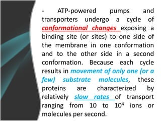 - ATP-powered pumps and
transporters undergo a cycle of
conformational changes exposing a
binding site (or sites) to one side of
the membrane in one conformation
and to the other side in a second
conformation. Because each cycle
results in movement of only one (or a
few) substrate molecules, these
proteins are characterized by
relatively slow rates of transport
ranging from 10 to 104 ions or
molecules per second.
 