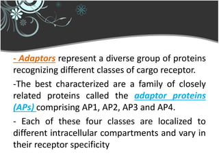 - Adaptors represent a diverse group of proteins
recognizing different classes of cargo receptor.
-The best characterized are a family of closely
related proteins called the adaptor proteins
(APs) comprising AP1, AP2, AP3 and AP4.
- Each of these four classes are localized to
different intracellular compartments and vary in
their receptor specificity
 