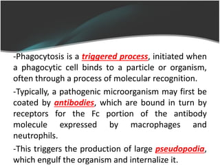 -Phagocytosis is a triggered process, initiated when
a phagocytic cell binds to a particle or organism,
often through a process of molecular recognition.
-Typically, a pathogenic microorganism may first be
coated by antibodies, which are bound in turn by
receptors for the Fc portion of the antibody
molecule expressed by macrophages and
neutrophils.
-This triggers the production of large pseudopodia,
which engulf the organism and internalize it.
 