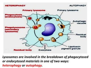 Lysosomes are involved in the breakdown of phagocytosed
or endocytosed materials in one of two ways:
heterophagy or autophagy.
 