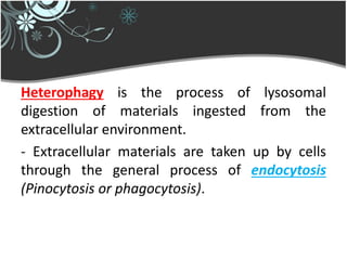 Heterophagy is the process of lysosomal
digestion of materials ingested from the
extracellular environment.
- Extracellular materials are taken up by cells
through the general process of endocytosis
(Pinocytosis or phagocytosis).
 