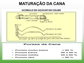 MATURAÇÃO DA CANA
 