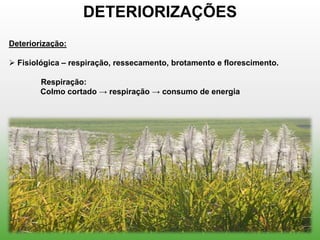 DETERIORIZAÇÕES
Deteriorização:

 Fisiológica – respiração, ressecamento, brotamento e florescimento.

        Respiração:
        Colmo cortado → respiração → consumo de energia
 