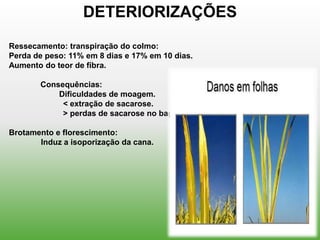DETERIORIZAÇÕES
Ressecamento: transpiração do colmo:
Perda de peso: 11% em 8 dias e 17% em 10 dias.
Aumento do teor de fibra.

       Consequências:
           Dificuldades de moagem.
            < extração de sacarose.
            > perdas de sacarose no bagaço.

Brotamento e florescimento:
       Induz a isoporização da cana.
 