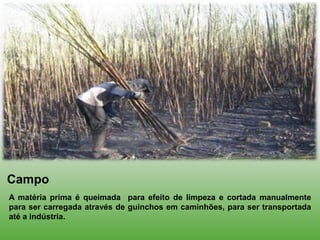 Campo
A matéria prima é queimada para efeito de limpeza e cortada manualmente
para ser carregada através de guinchos em caminhões, para ser transportada
até a indústria.
 