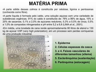 MATÉRIA PRIMA
•A parte sólida desses colmos é constituída por celulose, lignina e pentosanas
(conhecida como fibra).
•A parte líquida é formada pelo caldo, uma solução aquosa com uma variedade de
substâncias orgânicas. 91% do caldo é constituído de: 78% a 86% de água, 10% a
20% de sacarose, 0,1% a 2,0% de açúcares redutores, 0,3% a 0,5% de cinza, 0,5%
a 1,0% de compostos nitrogenados e pH entre 5,2 a 6,8 (LIMA et al., 2001).
•Em média, uma tonelada de cana rende aproximadamente 80 litros de etanol e 130
kg de açúcar VHP (very high polarization), em um processo sem perdas corriqueiras
de uma produção industrial.


                                              1. Epiderme
                                              2. Células espessas da casca
                                              3. e 4. Feixes vasculares de
                                              diferentes tamanhos (xilema)
                                              5. Esclerênquima (sustentação)
                                              6. Parênquima (estocagem)
 
