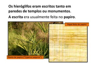 Os hieróglifos eram escritos tanto em
paredes de templos ou monumentos.
A escrita era usualmente feita no papiro.
Planta de papiro ("Cyperus papyrus").
Papel feito de papiro
 