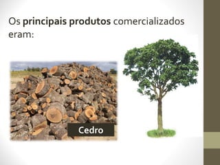 Os principais produtos comercializados
eram:
Cedro
 