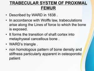 TRABECULAR SYSTEM OF PROXIMAL
FEMUR
• Described by WARD in 1838 .
• In accordance with Wolffs law, trabeculations
arise along the Lines of force to which the bone
is exposed.
• It forms the transition of shaft cortex into
metaphyseal cancellous bone .
• WARD’s triangle .
• non homologous pattern of bone density and
stiffness particularly apparent in osteoporotic
patient
 