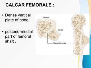 CALCAR FEMORALE :
• Dense vertical
plate of bone .
• posterio-medial
part of femoral
shaft .
 