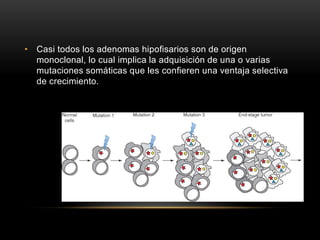 • Casi todos los adenomas hipofisarios son de origen
monoclonal, lo cual implica la adquisición de una o varias
mutaciones somáticas que les confieren una ventaja selectiva
de crecimiento.
 