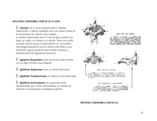 32
S
SE
EG
GU
UN
ND
DA
A V
VE
ER
RT
TE
EB
BR
RA
A C
CE
ER
RV
VI
IC
CA
AL
L O
O A
AX
XI
IS
S
Cuerpo: de su cara se desprende la “Apófisis
Odontoides” o diente, alrededor del cual rueda el Atlas en
el movimiento de rotación de la cabeza.
La apófisis odontoides tiene 15 mm de alto y posee una
base, un cuello, un cuerpo y un vértice. Tiene una carilla
articular anterior para corresponderse con una carillas
homóloga existente en el arco anterior del Atlas, y una
impresión rugosa posterior para facilitar el apoyo y
deslizamiento del ligamento transverso.
Agujero Raquídeo: tiene forma de naipe francés,
con su base mirando hacia delante.
Apófisis Espinosa: tiene su vértice bifurcado.
Apófisis Transversas: su vértice no esta bifurcado.
Apófisis Articulares: las superiores están
representadas por carillas redondeadas, en cambio las
inferiores corresponden a verdaderas apófisis.
S
SÉ
ÉP
PT
TI
IM
MA
A V
VE
ER
RT
TE
EB
BR
RA
A C
CE
ER
RV
VI
IC
CA
AL
L
 
