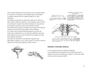 33
Denominada Vértebra Prominente por estar mas desarrollada
en volumen con respecto a las vértebras que el anteceden.
Su apófisis espinosa es de notable longitud y no esta
bifurcada.
Sus apófisis transversas no están bifurcadas en el vértice, es
decir, falta el tubérculo anterior y esto se debe a que el mismo
es borrado por el paso de la arteria vertebral, la cual penetra
en el agujero transverso de la sexta vértebra cervical.
Esta arteria jamás pasa por el agujero transverso de la séptima
cervical; por este orificio solo pasa la vena vertebral.
En el sexto mes del desarrollo fetal aparece un punto de
osificación suplementario en la base de la apófisis transversa
de la séptima cervical y que de ordinario se suelda a la masa
de la apófisis transversa.
Ese punto de osificación corresponde a aquellos que
desarrollan costillas, y es un “punto costal”, el cual por extremo
desarrollo constituirá la séptima costilla cervical.
P
PR
RI
IM
ME
ER
RA
A V
VE
ER
RT
TE
EB
BR
RA
A D
DO
OR
RS
SA
AL
L:
:
La cara superior tiene dos ganchitos laterales.
La cara lateral del cuerpo posee una carilla entera para la
cabeza de la primera costilla y por abajo un cuarto de carilla
articular para la segunda costilla.
 