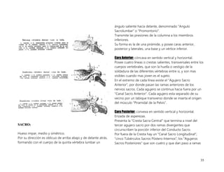 35
S
SA
AC
CR
RO
O:
:
Hueso impar, medio y simétrico.
Por su dirección es oblicuo de arriba abajo y de delante atrás,
formando con el cuerpo de la quinta vértebra lumbar un
ángulo saliente hacia delante, denominado “Angulo
Sacrolumbar” o “Promontorio”.
Transmite las presiones de la columna a los miembros
inferiores.
Su forma es la de una pirámide, y posee caras anterior,
posterior y laterales, una base y un vértice inferior.
Cara Anterior: cóncava en sentido vertical y horizontal.
Posee cuatro líneas o crestas salientes, transversales entre los
cuerpos vertebrales, que son la huella o vestigio de la
soldadura de las diferentes vértebras entre si, y son mas
visibles cuando mas joven es el sujeto.
En el extremo de cada línea existe el “Agujero Sacro
Anterior”, por donde pasan las ramas anteriores de los
nervios sacros. Cada agujero se continua hacia fuera por un
“Canal Sacro Anterior”. Cada agujero esta separado de su
vecino por un tabique transverso donde se inserta el origen
del músculo “Piramidal de la Pelvis”.
Cara Posterior: convexa en sentido vertical y horizontal.
Erizada de asperezas.
Presenta la “Cresta Sacra Central” que termina a nivel del
tercer agujero sacro por dos ramas divergentes que
circunscriben la porción inferior del Conducto Sacro.
Por fuera de la Cresta hay un “Canal Sacro Longitudinal”;
“cinco Tubérculos Sacros Póstero Internos”; los “Agujeros
Sacros Posteriores” que son cuatro y que dan paso a ramas
 