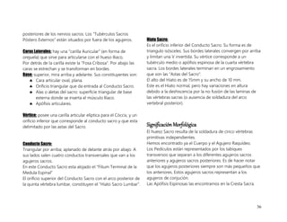 36
posteriores de los nervios sacros. Los “Tubérculos Sacros
Póstero Externos” están situados por fuera de los agujeros.
Caras Laterales: hay una “carilla Auricular” (en forma de
orejuela) que sirve para articularse con el hueso Iliaco.
Por detrás de la carilla existe la “Fosa Cribosa”. Por abajo las
caras se estrechan y se transforman en bordes.
Base: superior, mira arriba y adelante. Sus constituyentes son:
 Cara articular oval, plana.
 Orificio triangular que da entrada al Conducto Sacro.
 Alas o aletas del sacro: superficie triangular de base
externa donde se inserta el músculo Iliaco.
 Apófisis articulares.
Vértice: posee una carilla articular elíptica para el Cóccix, y un
orificio inferior que corresponde al conducto sacro y que esta
delimitado por las astas del Sacro.
Conducto Sacro:
Triangular por arriba; aplanado de delante atrás por abajo. A
sus lados salen cuatro conductos transversales que van a los
agujeros sacros.
En este Conducto Sacro esta alojado el “Filium Terminal de la
Medula Espinal”
El orificio superior del Conducto Sacro con el arco posterior de
la quinta vértebra lumbar, constituyen el “Hiato Sacro Lumbar”.
Hiato Sacro:
Es el orificio inferior del Conducto Sacro. Su forma es de
triangulo isósceles. Sus bordes laterales convergen por arriba
y limitan una V invertida. Su vértice corresponde a un
tubérculo medio o apófisis espinosa de la cuarta vértebra
sacra. Los bordes laterales terminan en un engrosamiento
que son las “Astas del Sacro”.
El alto del Hiato es de 15mm y su ancho de 10 mm.
Este es el Hiato normal, pero hay variaciones en altura
debido a la deshiscencia por la no fusión de las laminas de
las vértebras sacras (o ausencia de soldadura del arco
vertebral posterior).
Significación Morfológica
El hueso Sacro resulta de la soldadura de cinco vértebras
primitivas independientes.
Hemos encontrado ya el Cuerpo y el Agujero Raquídeo.
Los Pedículos están representados por los tabiques
transversos que separan a los diferentes agujeros sacros
anteriores y agujeros sacros posteriores. Es de hacer notar
que los agujeros posteriores siempre son más pequeños que
los anteriores. Estos agujeros sacros representan a los
agujeros de conjución.
Las Apófisis Espinosas las encontramos en la Cresta Sacra.
 