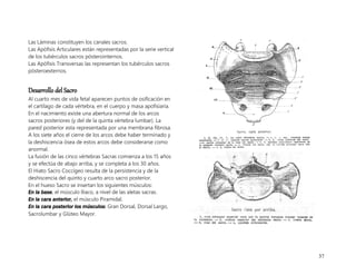 37
Las Láminas constituyen los canales sacros.
Las Apófisis Articulares están representadas por la serie vertical
de los tubérculos sacros pósterointernos.
Las Apófisis Transversas las representan los tubérculos sacros
pósteroexternos.
Desarrollo del Sacro
Al cuarto mes de vida fetal aparecen puntos de osificación en
el cartílago de cada vértebra, en el cuerpo y masa apofisiaria.
En el nacimiento existe una abertura normal de los arcos
sacros posteriores (y del de la quinta vértebra lumbar). La
pared posterior esta representada por una membrana fibrosa.
A los siete años el cierre de los arcos debe haber terminado y
la deshiscencia ósea de estos arcos debe considerarse como
anormal.
La fusión de las cinco vértebras Sacras comienza a los 15 años
y se efectúa de abajo arriba, y se completa a los 30 años.
El Hiato Sacro Coccígeo resulta de la persistencia y de la
deshiscencia del quinto y cuarto arco sacro posterior.
En el hueso Sacro se insertan los siguientes músculos:
En la base, el músculo Iliaco, a nivel de las aletas sacras.
En la cara anterior, el músculo Piramidal.
En la cara posterior los músculos: Gran Dorsal, Dorsal Largo,
Sacrolumbar y Glúteo Mayor.
 