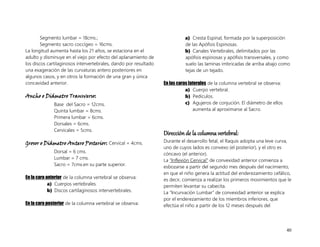 40
Segmento lumbar = 18cms.;
Segmento sacro coccígeo = 16cms.
La longitud aumenta hasta los 21 años, se estaciona en el
adulto y disminuye en el viejo por efecto del aplanamiento de
los discos cartilaginosos intervertebrales, dando por resultado
una exageración de las curvaturas antero posteriores en
algunos casos, y en otros la formación de una gran y única
concavidad anterior.
Ancho o Diámetro Transverso:
Base del Sacro = 12cms.
Quinta lumbar = 8cms.
Primera lumbar = 6cms.
Dorsales = 6cms.
Cervicales = 5cms.
Grosor o Diámetro Antero Posterior: Cervical = 4cms.
Dorsal = 6 cms.
Lumbar = 7 cms.
Sacro = 7cms.en su parte superior.
En la cara anterior de la columna vertebral se observa:
a) Cuerpos vertebrales.
b) Discos cartilaginosos intervertebrales.
En la cara posterior de la columna vertebral se observa:
a) Cresta Espinal, formada por la superposición
de las Apófisis Espinosas.
b) Canales Vertebrales, delimitados por las
apófisis espinosas y apófisis transversales, y como
suelo las laminas imbricadas de arriba abajo como
tejas de un tejado.
En las caras laterales de la columna vertebral se observa:
a) Cuerpo vertebral.
b) Pedículos.
c) Agujeros de conjución. El diámetro de ellos
aumenta al aproximarse al Sacro.
Dirección de la columna vertebral:
Durante el desarrollo fetal, el Raquis adopta una leve curva,
uno de cuyos lados es convexo (el posterior), y el otro es
cóncavo (el anterior).
La “Inflexión Cervical” de convexidad anterior comienza a
esbozarse a partir del segundo mes después del nacimiento,
en que el niño genera la actitud del enderezamiento cefálico,
es decir, comienza a realizar los primeros movimientos que le
permiten levantar su cabecita.
La “Incurvación Lumbar” de convexidad anterior se explica
por el enderezamiento de los miembros inferiores, que
efectúa el niño a partir de los 12 meses después del
 