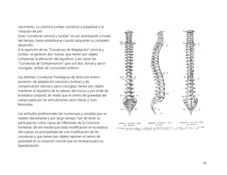 41
nacimiento. La columna lumbar comienza a adaptarse a la
“estación de pie”.
Estas “curvaturas cervical y lumbar” se van acentuando a través
del tiempo, hasta estabilizarse cuando adquieren su completo
desarrollo.
A la aparición de las “Curvaturas de Adaptación” cervical y
lumbar, se generan dos nuevas, que tienen por objeto
compensar la alteración del equilibrio, y así nacen las
“Curvaturas de Compensación” que son dos: dorsal y sacro-
coccígeas, ambas de concavidad anterior.
Las distintas Curvaturas Fisiológicas de dirección antero
posterior: de adaptación (cervical y lumbar) y de
compensación (dorsal y sacro coccígea), tienen por objeto
mantener el equilibrio de la cabeza, del tronco y por ende de
la estática corporal, de modo que el centro de gravedad del
cuerpo pase por las articulaciones sacro iliacas y coxo
femorales.
Las actitudes profesionales tan numerosas y variadas que se
repiten diariamente y por largo tiempo, han de tener su
participación como causa de inflexiones de la Columna
Vertebral. De ahí resulta que toda modificación en la estática
del cuerpo va acompañada de una modificación de las
curvaturas y que tienen por objeto reponer el centro de
gravedad en su situación normal que es necesaria para su
bipedestación.
 