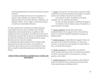 24
aumenta gradualmente en volumen del extremo superior
al inferior.
La Columna Vertebral funciona en dos segmentos: el
superior, largo y flexible, que sostiene la cabeza y
soporta el peso de las vísceras del tórax y abdomen; y el
segmento inferior, corto y rígido, es la porción pelviana,
y sostiene las extremidades inferiores.
El cuerpo vertebral esta constituido por tejido esponjoso,
cuyas trabéculas óseas están orientadas unas e sentido
longitudinal y otras perpendiculares a aquellas, es decir,
radiadas del centro a la periferia, de modo de permitir resistir
las presiones que sobre ellas se ejercen, correspondiéndole así
al cuerpo de la vértebra una primordial función de sostén
desde el punto de vista de la estática.
Las trabéculas del sistema apofisiario de la vértebra están
dispuestas de tal modo que actúan como agentes de
transmisión de las fuerzas que los músculos ejercen sobre
ellas. Las apófisis representan palancas de transmisión de
fuerzas.
CARACTERES COMUNES O GENERALES A TODAS LAS
VERTEBRAS
1º. Cuerpo: es la porción mas voluminosa y quien da solidez
y resistencia a la Columna Vertebral. Esta situado en la parte
anterior de la vértebra. Tiene forma de cilindro.
Cara superior e inferior: la periferia es de tejido
compacto con tres milímetros de espesor.
El centro de tejido esponjoso, acribillado de agujeros.
Circunferencia: da la vuelta al cuerpo. Excavada en un
canal horizontal a los lados.
2º. Agujero Vertebral: situado detrás del cuerpo.
Superponiéndose con los agujeros de las otras vértebras
forman el Conducto Vertebral o Raquídeo, que aloja a la
Medula Espinal.
3º. Apófisis Espinosa: situada detrás del agujero. Posee una
base que la une al resto de la vértebra y un vértice que
contacta con la piel. Dos caras laterales. Un borde superior
fino y un borde inferior grueso.
4º. Apófisis Transversa: una izquierda y otra derecha.
Posee una base que hace cuerpo con el resto de la vértebra;
un vértice; una cara anterior y otra posterior; un borde
superior y otro inferior.
5º. Apófisis Articulares: hay dos superiores y dos inferiores.
Cada una de ellas se sitúa a ambos lados de línea media.
Sirven para articular las vértebras entre si.
 